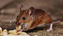 24 Hour & Emergency Exterminators in Braddock, NJ